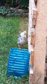 Pulcini futuri galli e galline