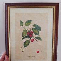 Quadri vintage Frutta 