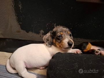 Cuccioli di bassotto nani/kaninken
