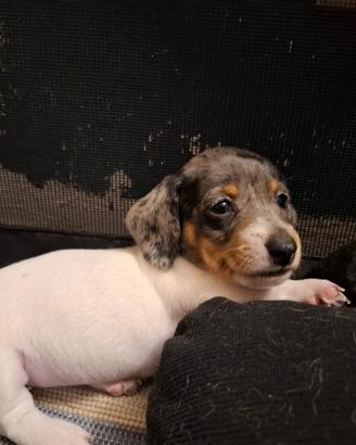 Cuccioli di bassotto nani/kaninken