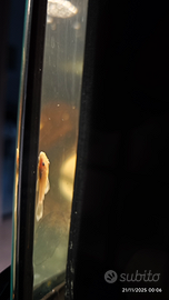 L144 ancistrus giallo yellow 3cm veri