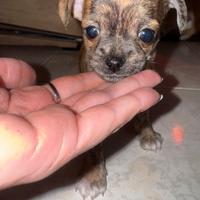 Cucciolo chihuahua merle (Chiwawa)
