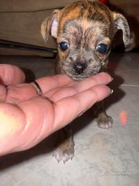 Cucciolo chihuahua merle (Chiwawa)