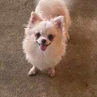 Chiuchiaw con pedigree 3701541220