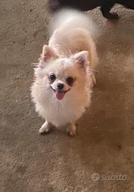 Chiuchiaw con pedigree 3701541220