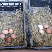 Galline ovaiole U0va e Amrock