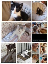 Gattini/e gatto adulto