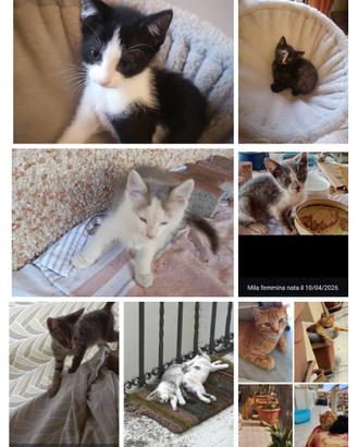 Gattini/e gatto adulto