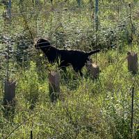 Drahthaar del toscano antico