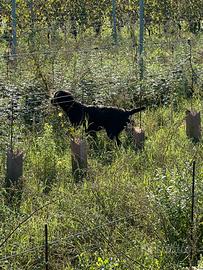 Drahthaar del toscano antico