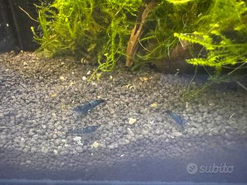 Neocaridine blue dream