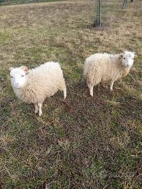 Pecore nane Ouessant