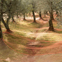 Reti per raccolta olive