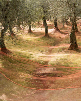 Reti per raccolta olive