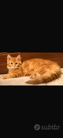 Maine coon con pedigree