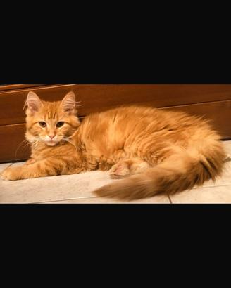 Maine coon con pedigree