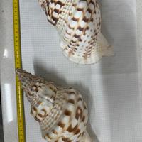 Charonia Tritonis 24 Cm Circa (prezzo per esempl)