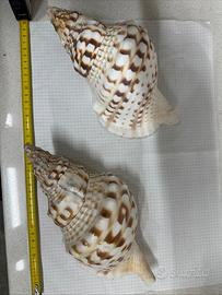 Charonia Tritonis 24 Cm Circa (prezzo per esempl)