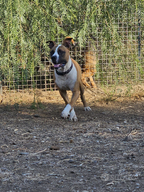 Amstaff