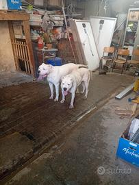 Cuccioli dogo Argentino