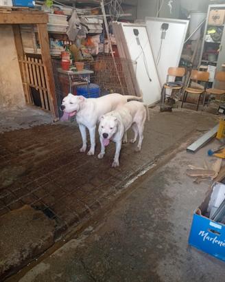 Cuccioli dogo Argentino