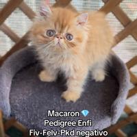 Gatto Persiano Ipertipo c