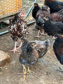 Pulcini araucana marans australorp sussex