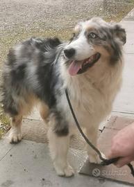 Femmina adulta di Pastore Australiano