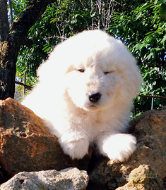 Pastore maremmano abbruzzese