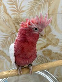 Cacatua Galah Lutino allevato a mano
