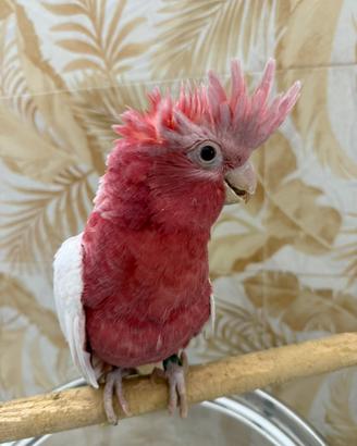 Cacatua Galah Lutino allevato a mano