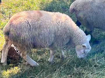 Montone texel