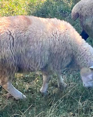 Montone texel