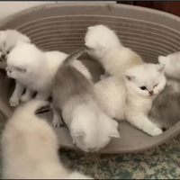 Cuccioli british shorthair