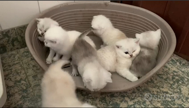 Cuccioli british shorthair