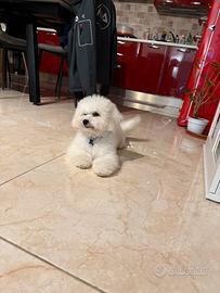 Bolognese maschio razza pura