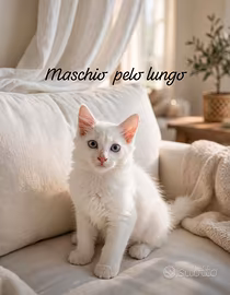 Gattini Turco Angora