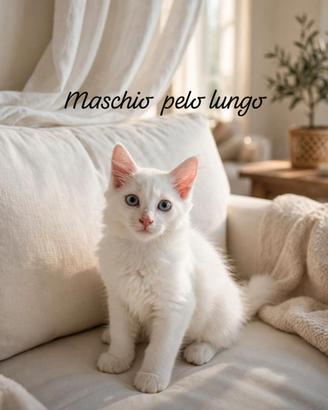 Gattini Turco Angora