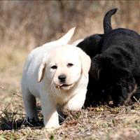 Cucciola di labrador miele