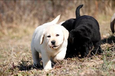 Cucciola di labrador miele