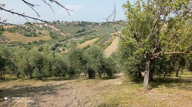 Terreno con cubatura e 60 piante di ulivo