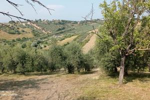 Terreno con cubatura e 60 piante di ulivo