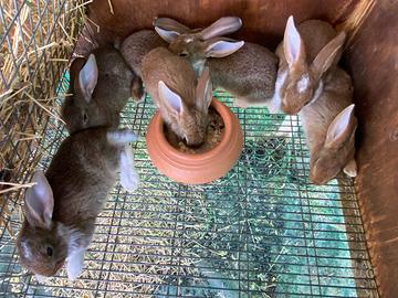Conigli incrocio Leprino di Viterbo X Papillon