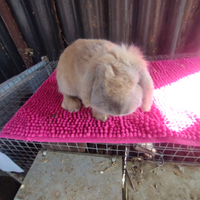 Coniglio ariete nano