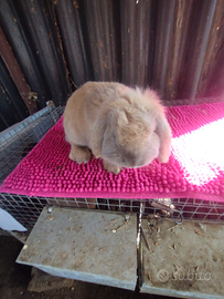 Coniglio ariete nano