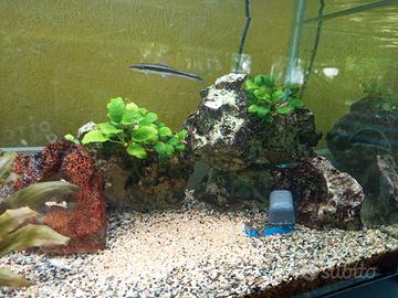 acquario 100litri 