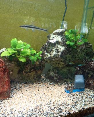 acquario 100litri 