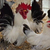 Galline Chabo o Nagasaki