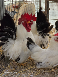 Galline Chabo o Nagasaki