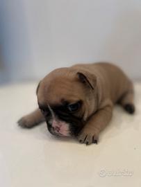 Bulldog Francese